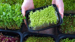 Read more about the article How to Start a Microgreens Farming Business in India?